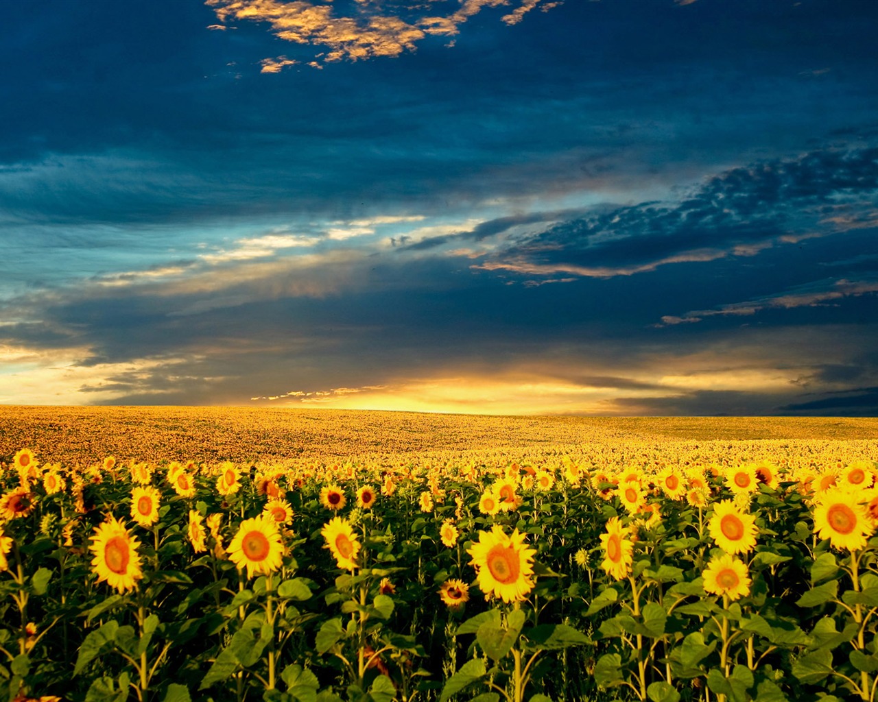 Beautiful sunflower close-up wallpaper (2) #13 - 1280x1024