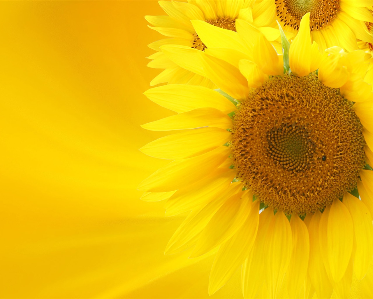 Beautiful sunflower close-up wallpaper (2) #15 - 1280x1024
