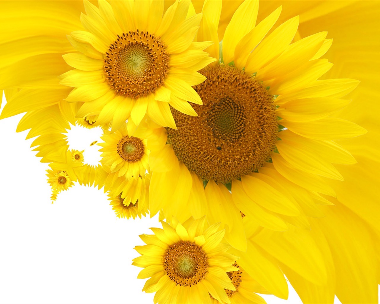 Beautiful sunflower close-up wallpaper (2) #16 - 1280x1024