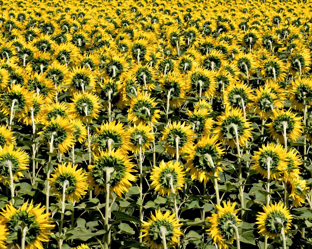 Beautiful sunflower close-up wallpaper (2) #17 - 1280x1024
