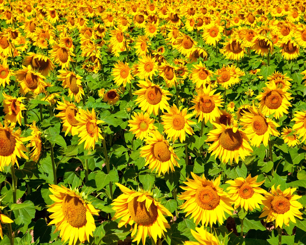 Beautiful sunflower close-up wallpaper (2) #18 - 1280x1024