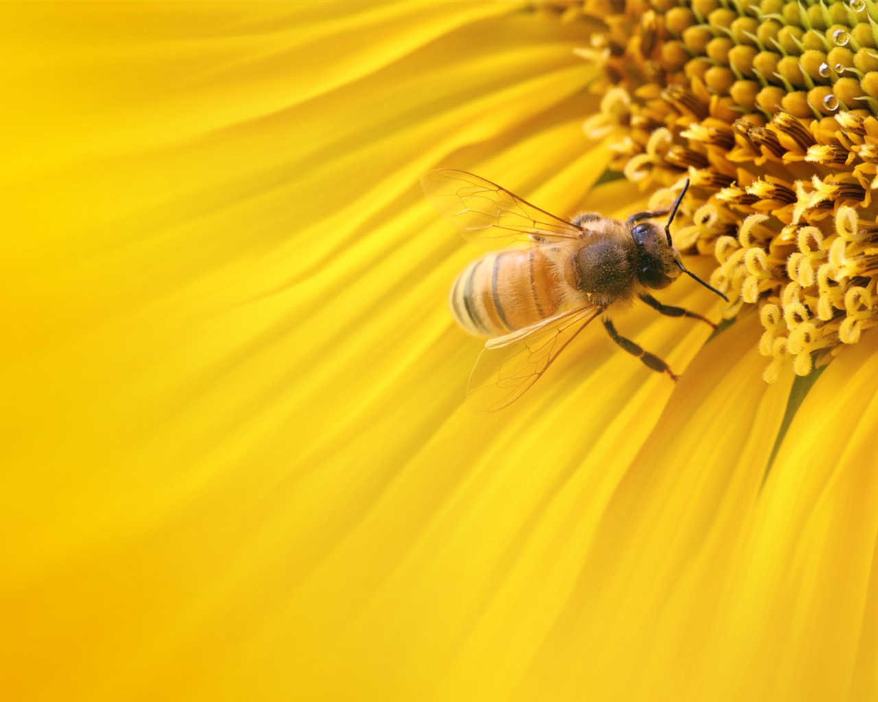 Beautiful sunflower close-up wallpaper (2) #19 - 1280x1024