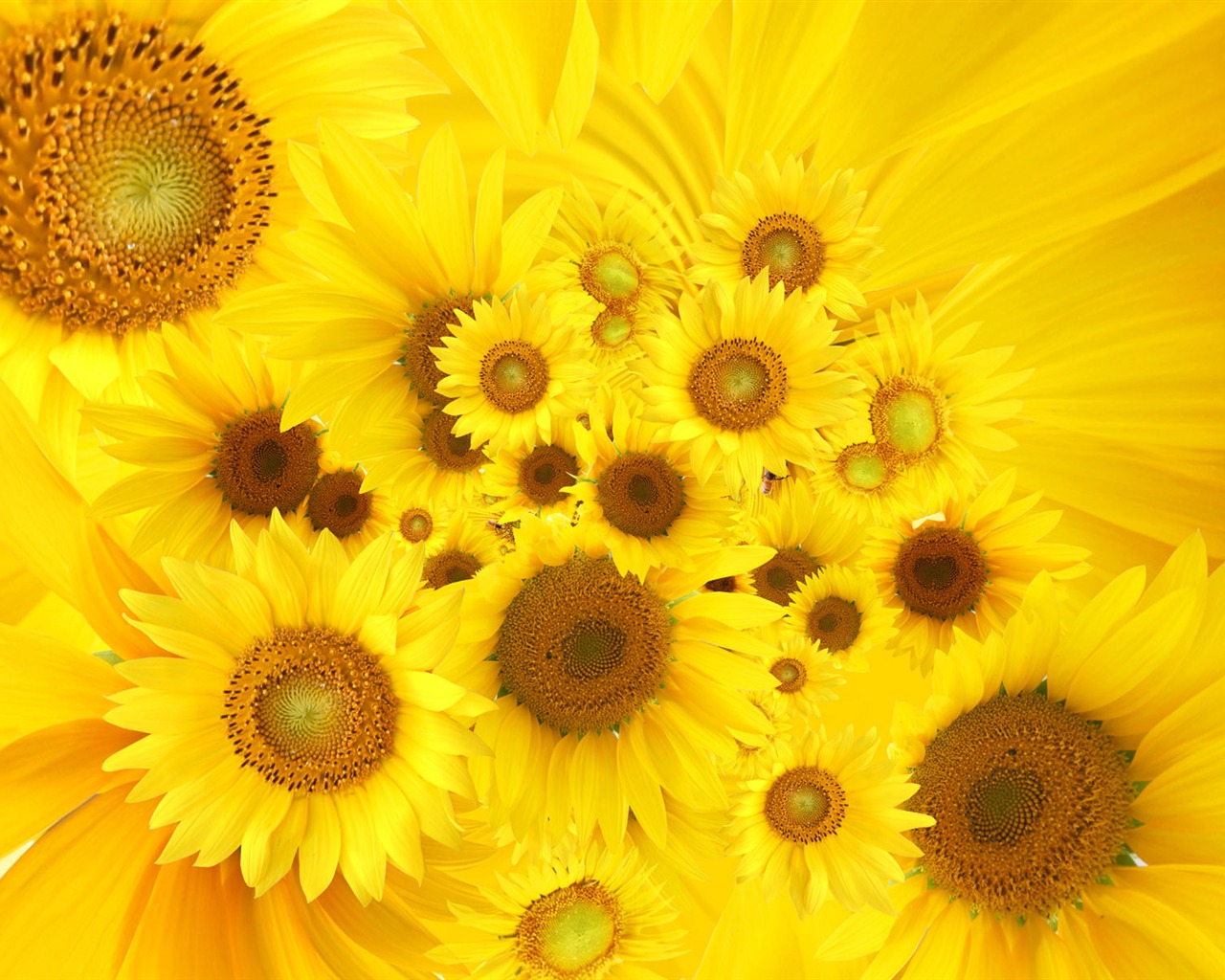 Beautiful sunflower close-up wallpaper (2) #20 - 1280x1024