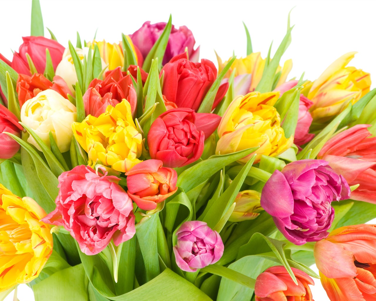 Tulip tapety album (8) #2 - 1280x1024
