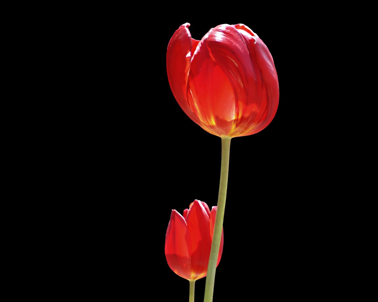 Fond d'écran album Tulip (8) #3 - 1280x1024