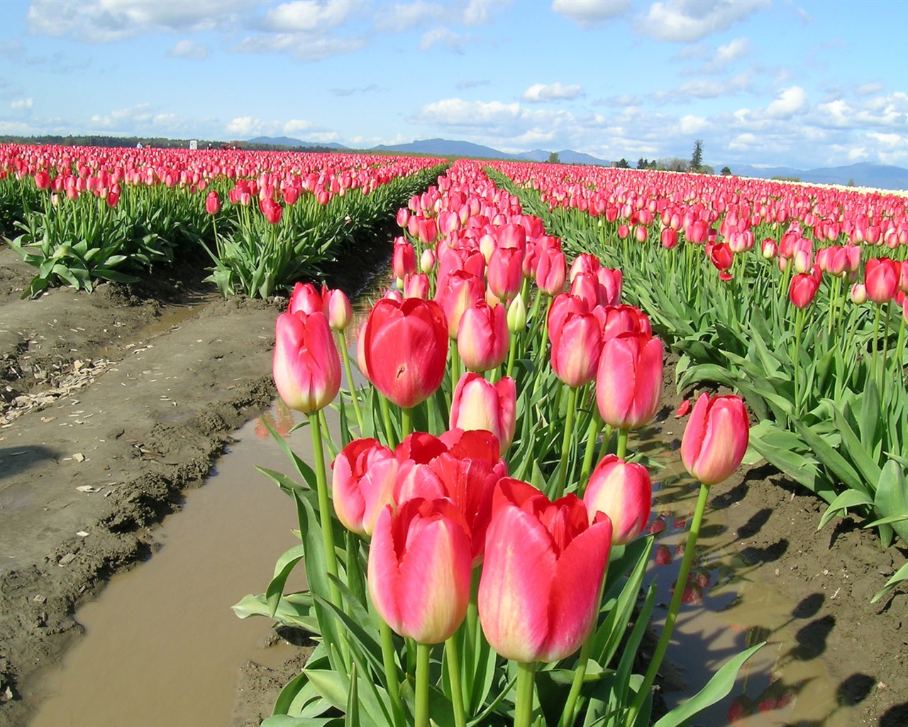 Tulip tapety album (8) #5 - 1280x1024