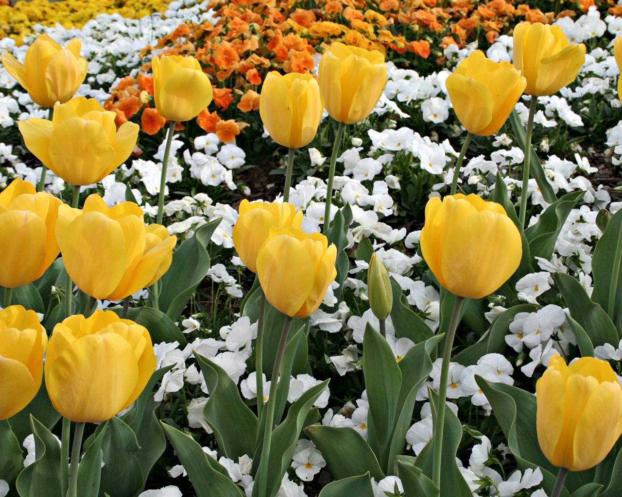 Tulip tapety album (8) #6 - 1280x1024