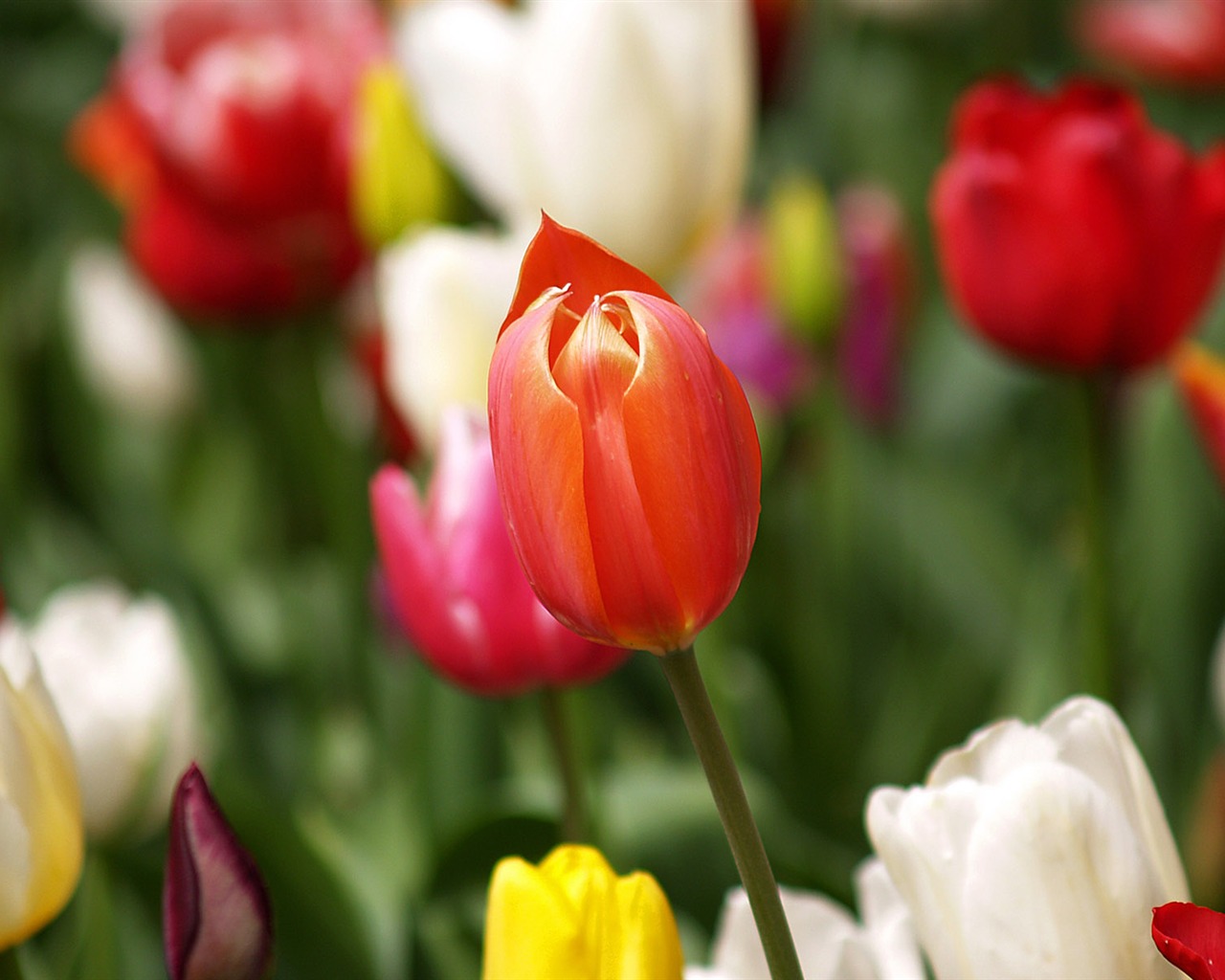 Tulip wallpaper album (8) #7 - 1280x1024