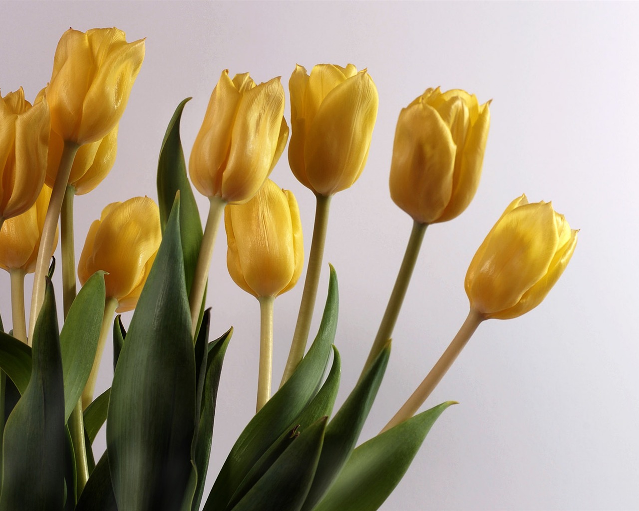 Tulip tapety album (8) #11 - 1280x1024