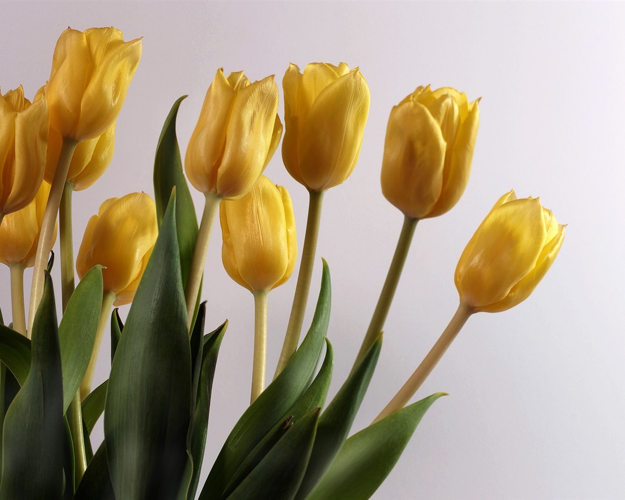 Tulip wallpaper album (8) #11 - 1280x1024