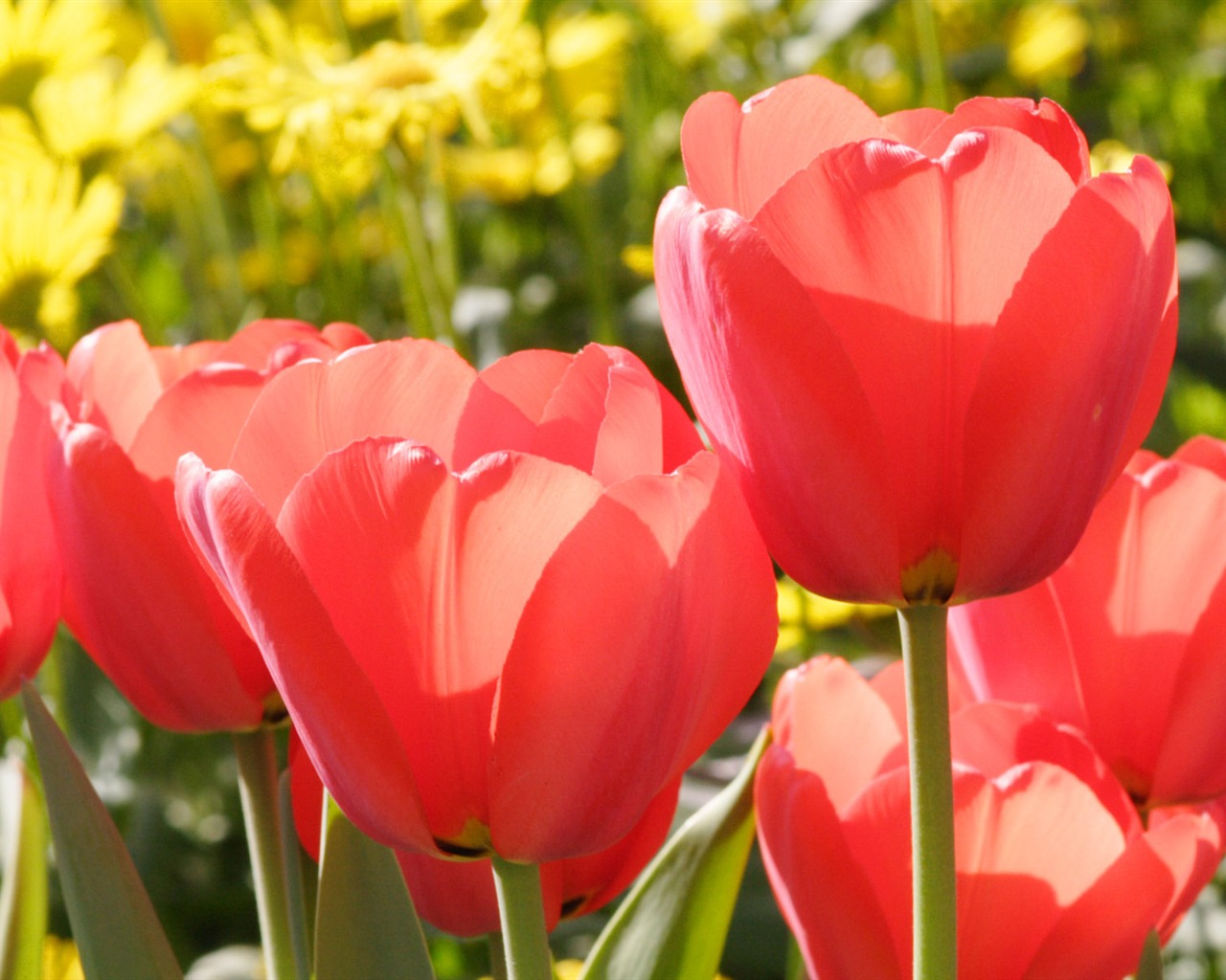 Tulip tapety album (8) #12 - 1280x1024