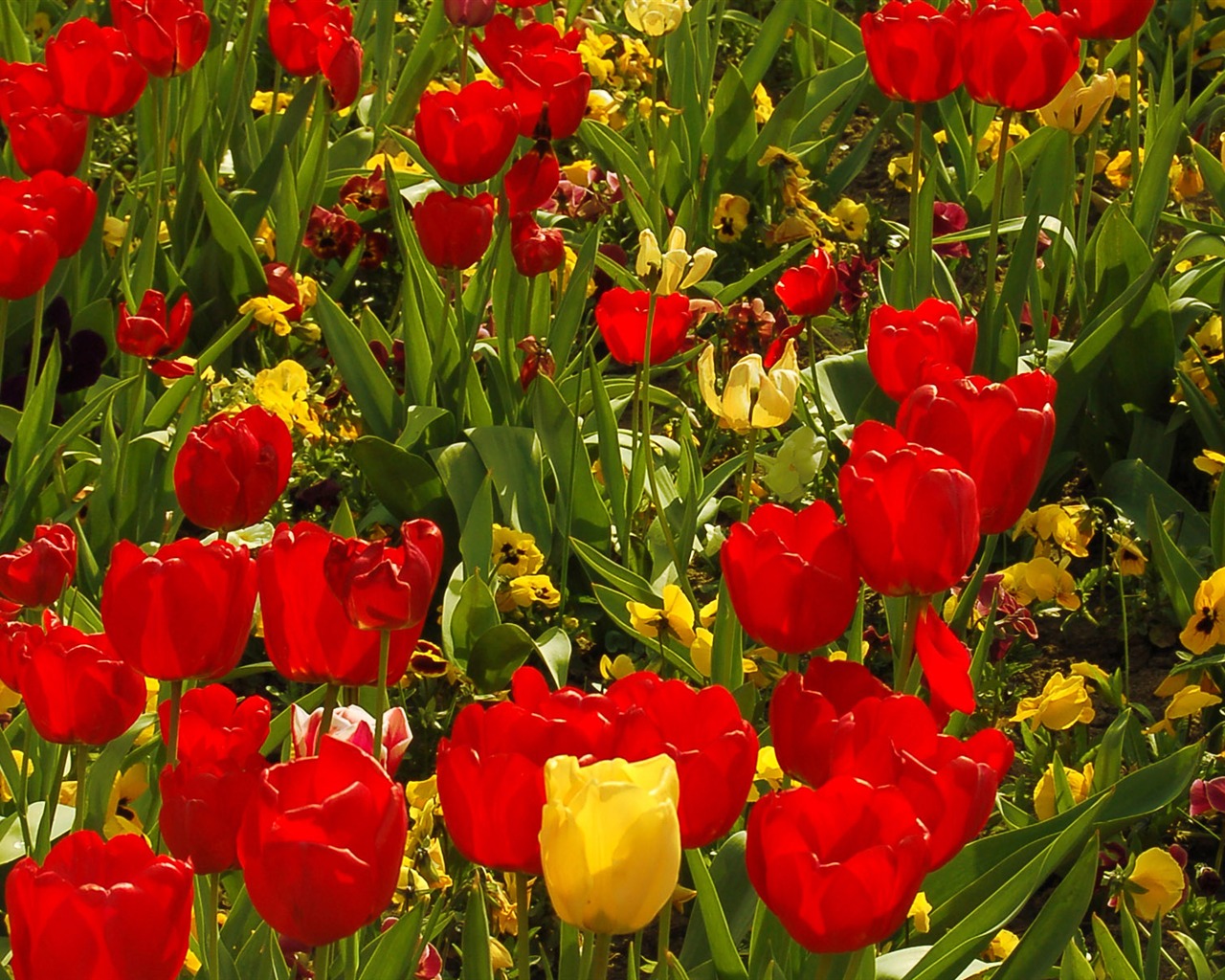 Tulip tapety album (8) #13 - 1280x1024