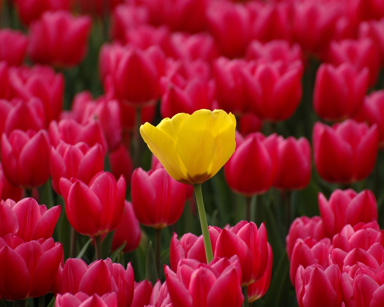 Tulip wallpaper album (8) #14 - 1280x1024