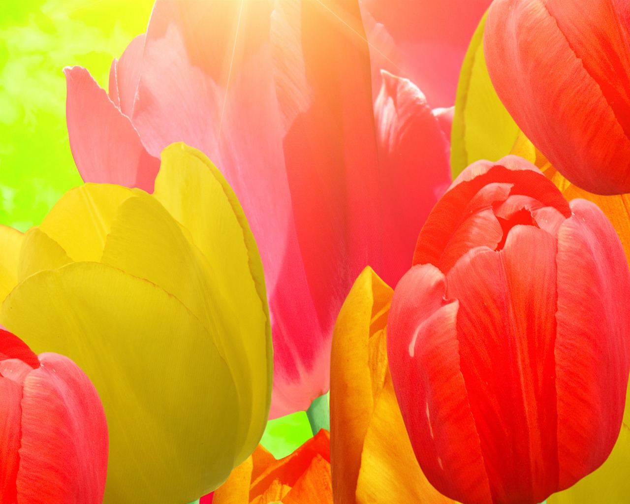 Tulip tapety album (8) #15 - 1280x1024