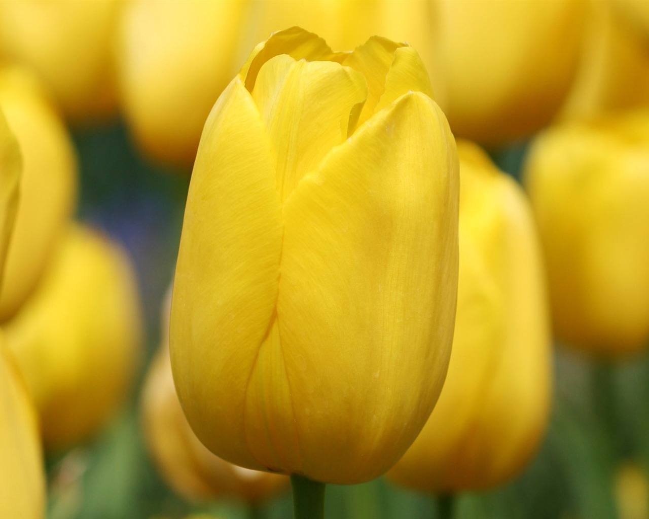 Tulip wallpaper album (8) #16 - 1280x1024