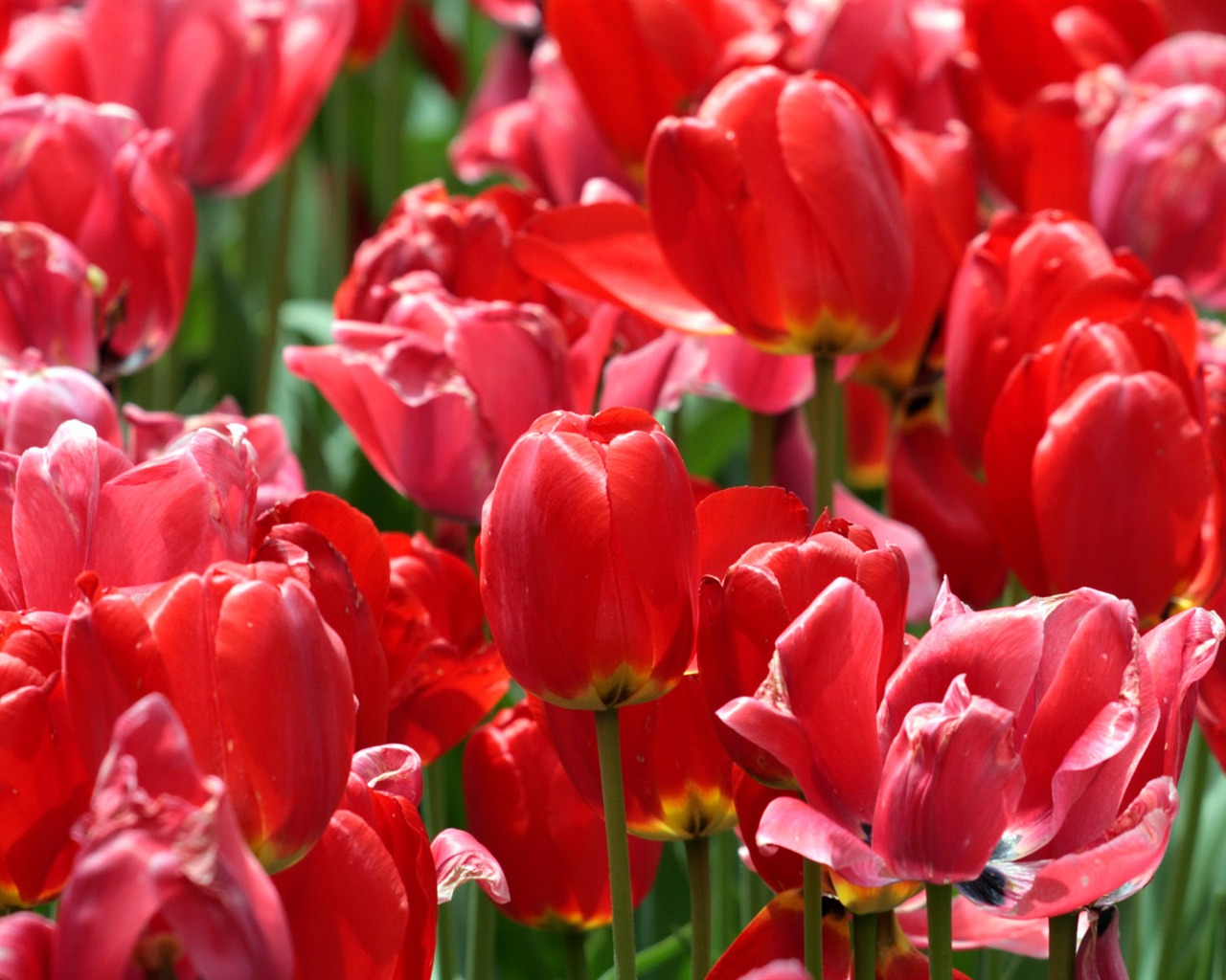 Tulip wallpaper album (8) #17 - 1280x1024