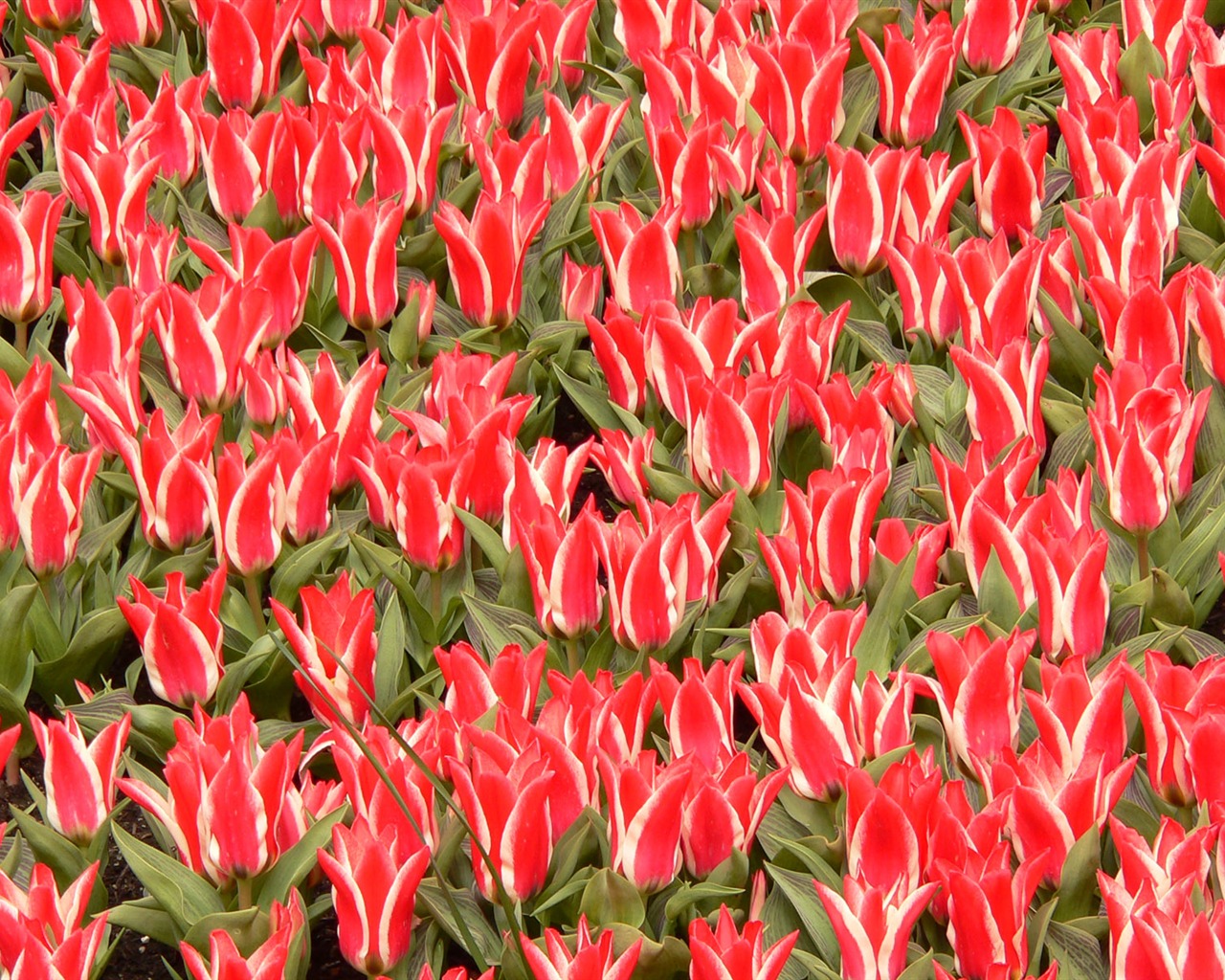 Tulip wallpaper album (8) #18 - 1280x1024