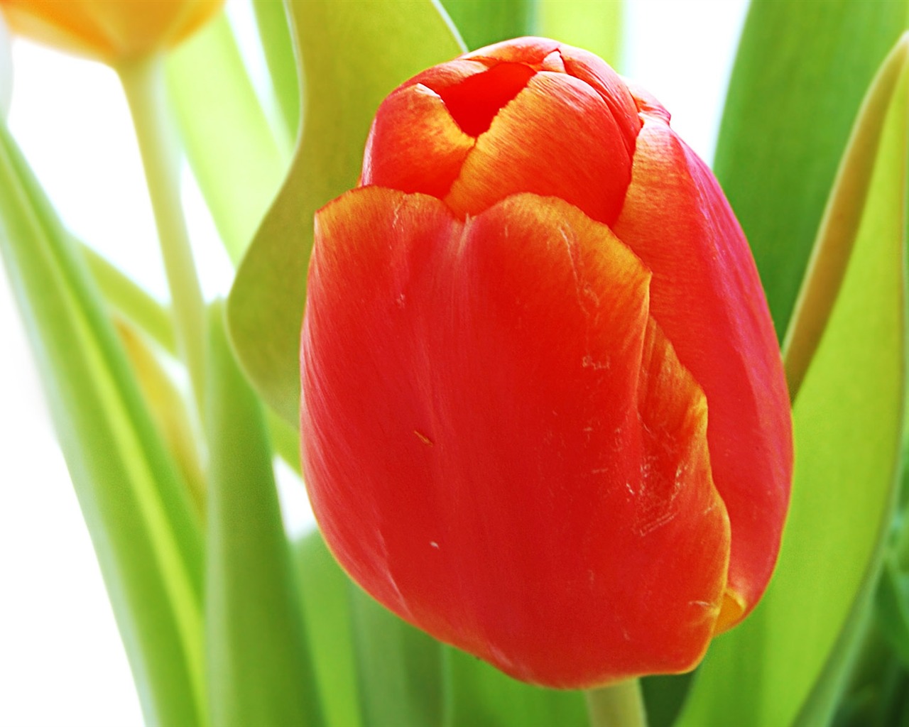 Tulip wallpaper album (9) #1 - 1280x1024