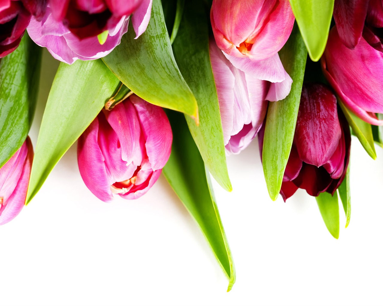 Tulip tapety album (9) #4 - 1280x1024