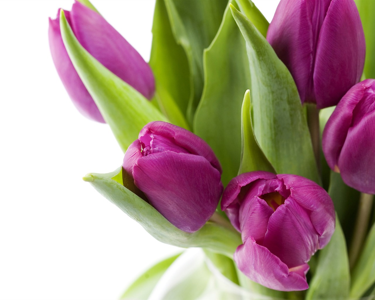 Tulip tapety album (9) #6 - 1280x1024