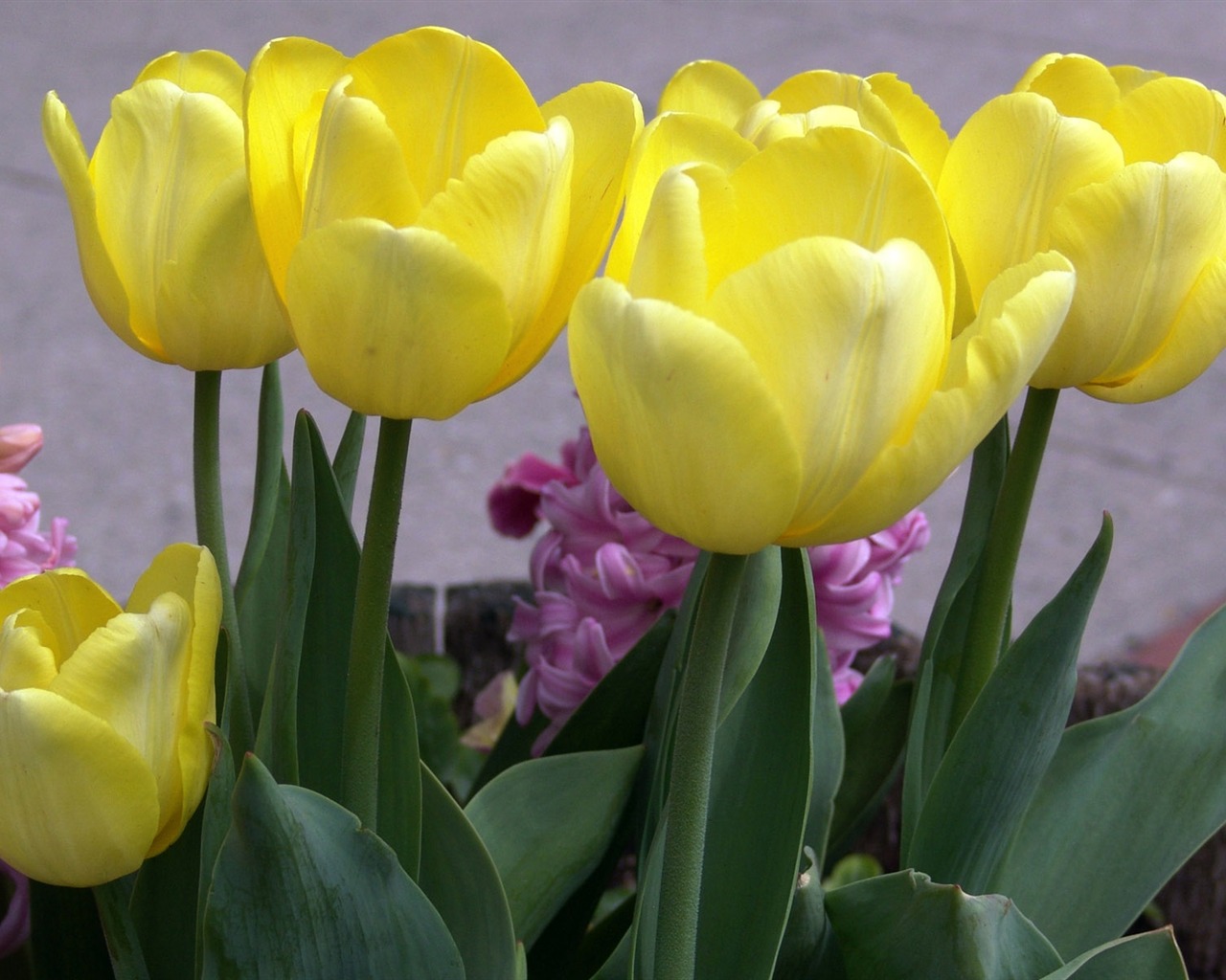 Tulip tapety album (9) #8 - 1280x1024