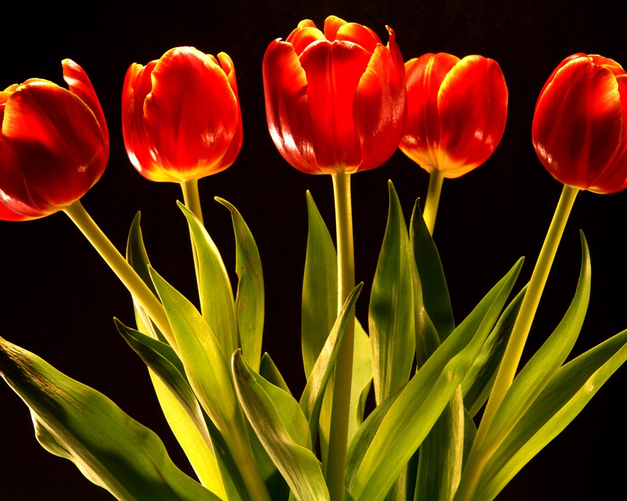 Tulip wallpaper album (9) #11 - 1280x1024