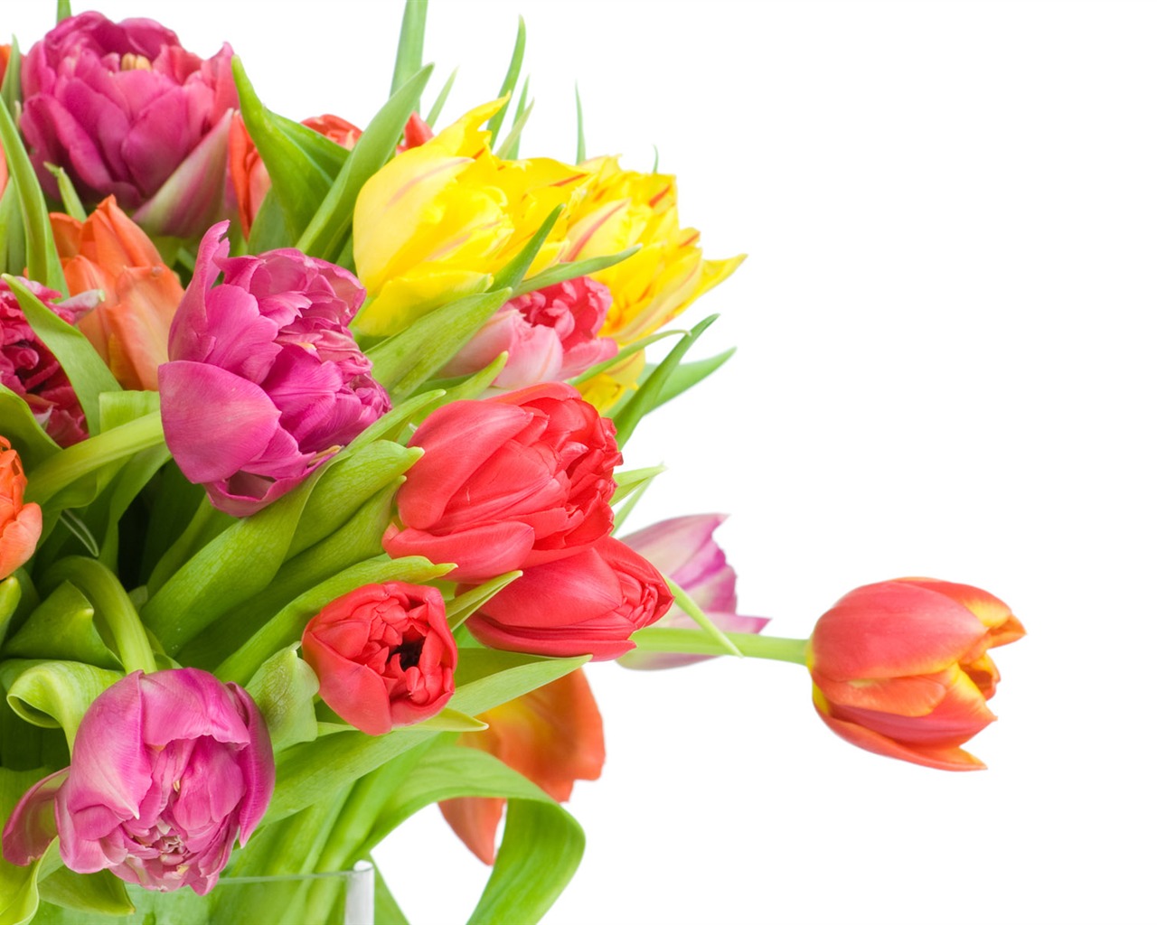 Tulip tapety album (9) #17 - 1280x1024