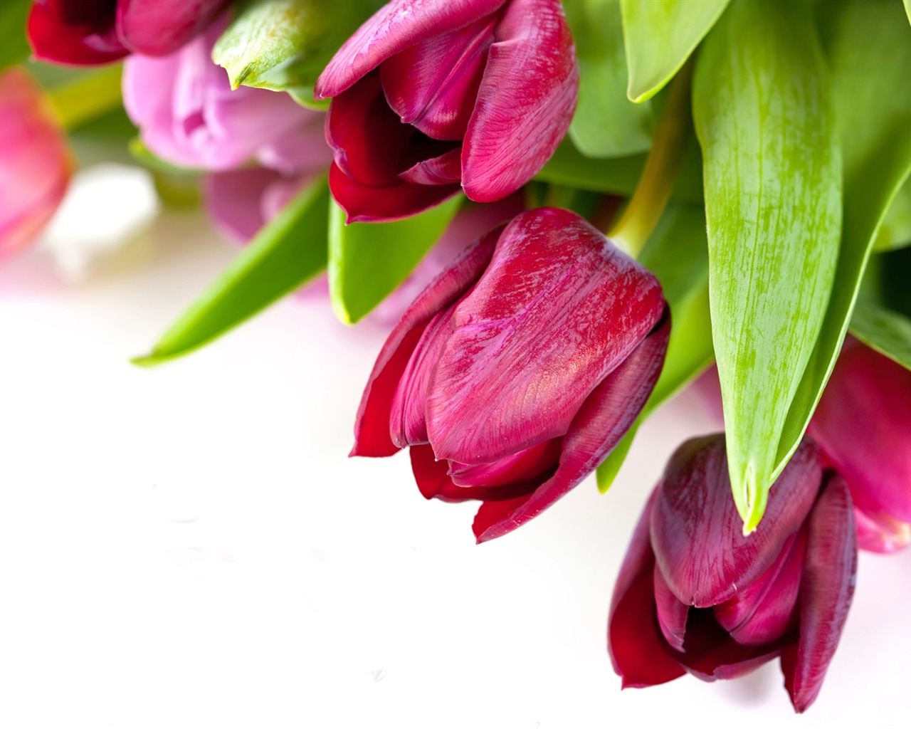 Tulip tapety album (9) #19 - 1280x1024