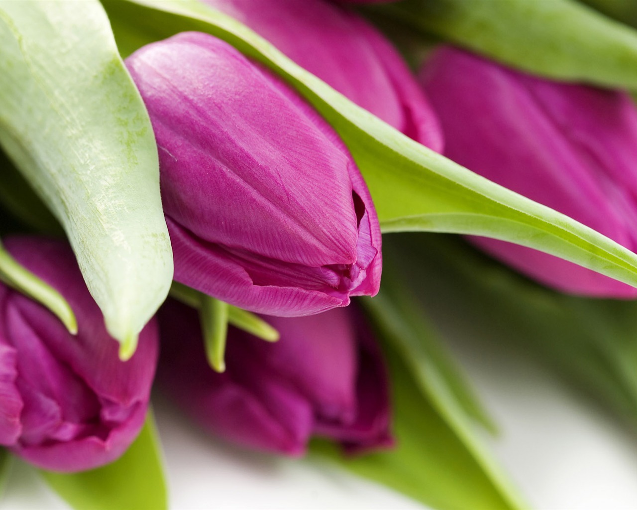 Tulip tapety album (9) #20 - 1280x1024