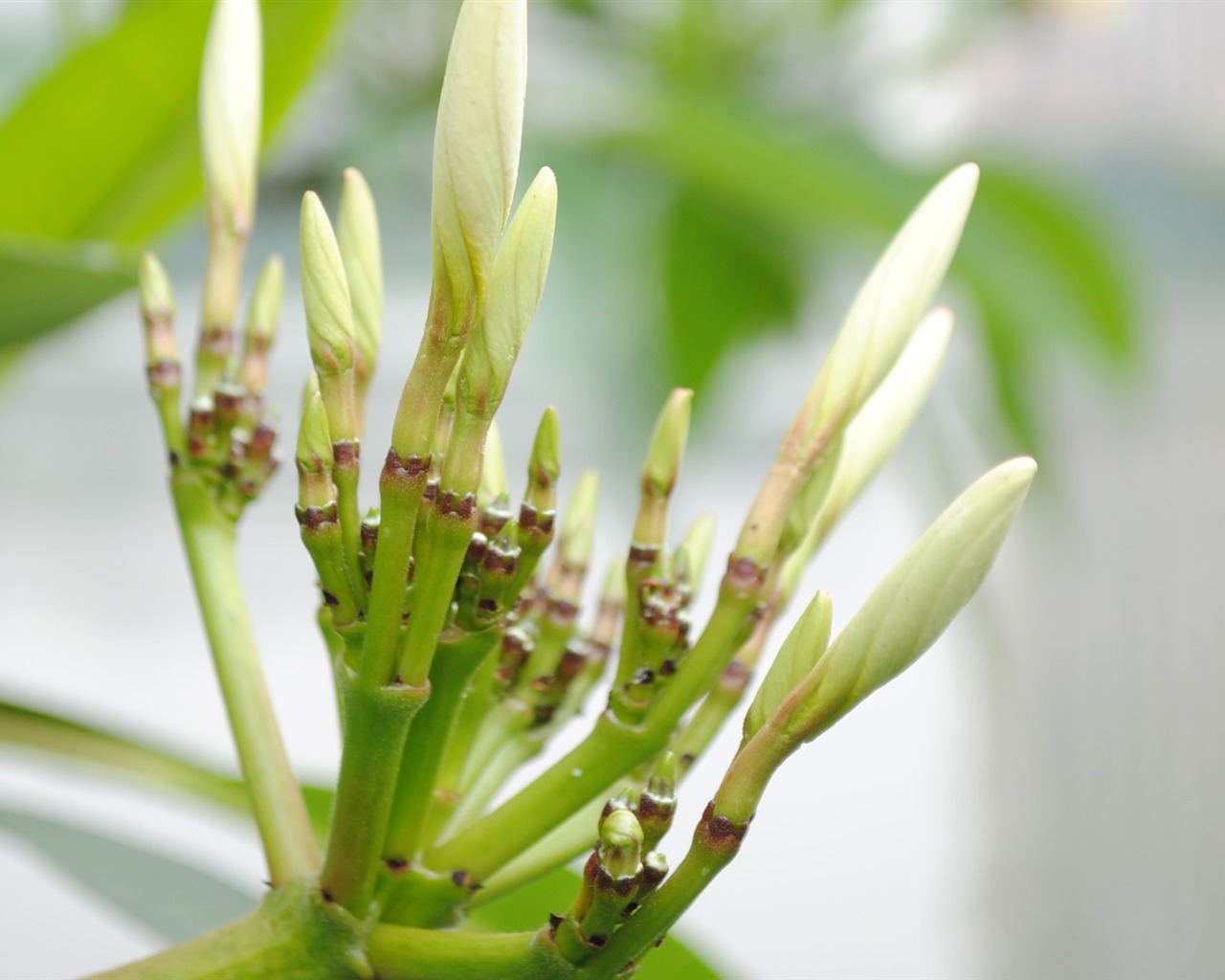 Macro Flower Grass (1) (genzhukou works) #3 - 1280x1024