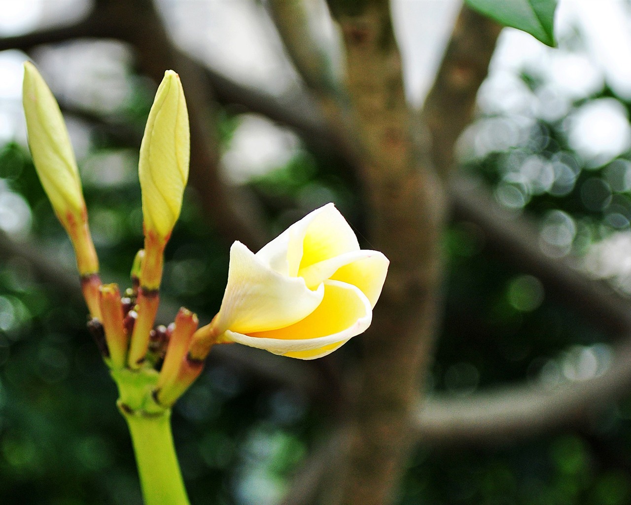 Macro Flower Grass (1) (genzhukou works) #5 - 1280x1024