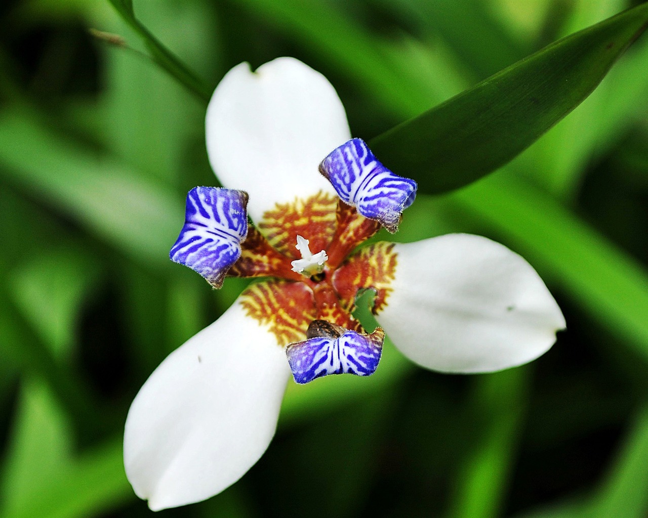 Macro Flower Grass (1) (genzhukou works) #9 - 1280x1024