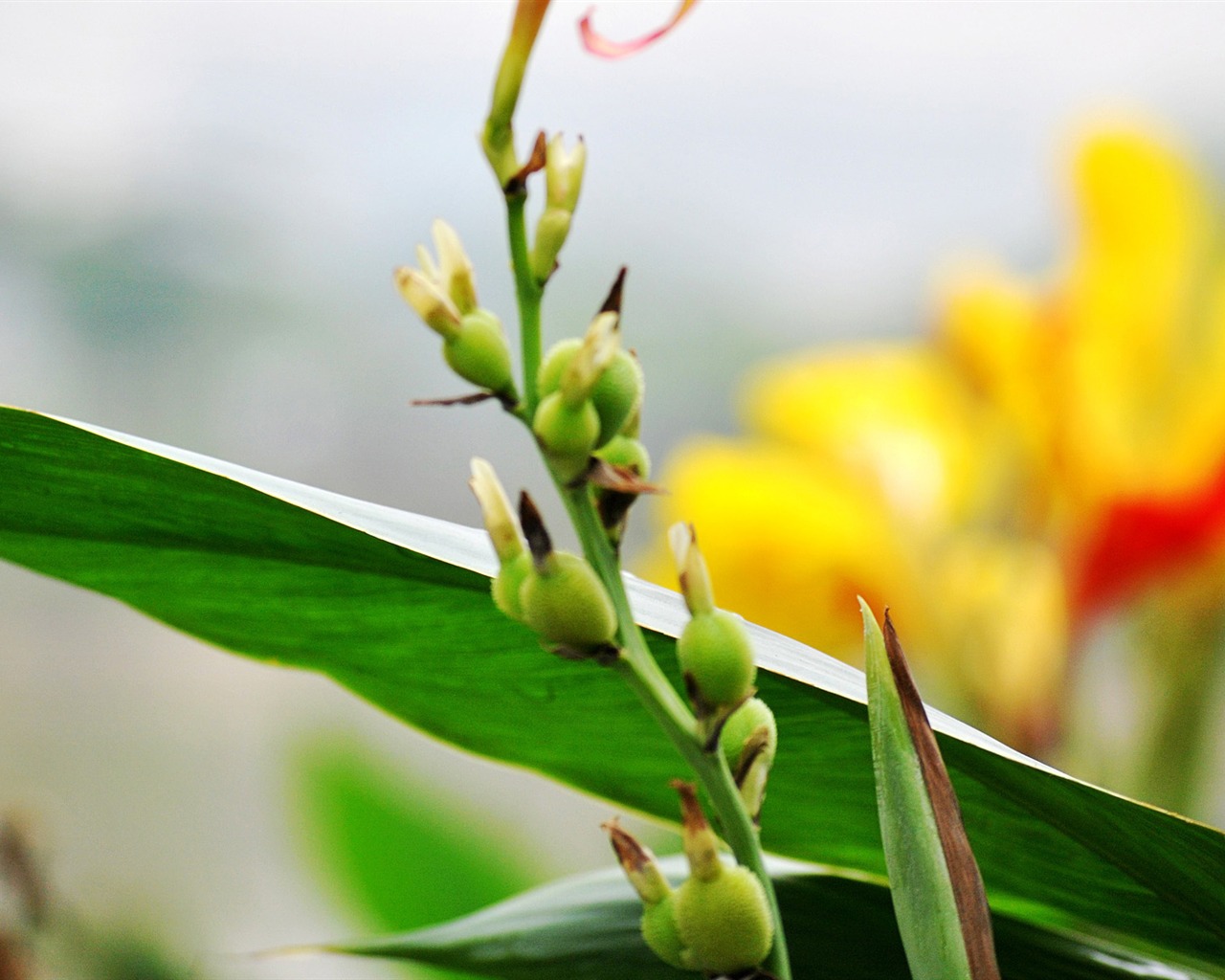 Macro Flower Grass (1) (genzhukou works) #13 - 1280x1024