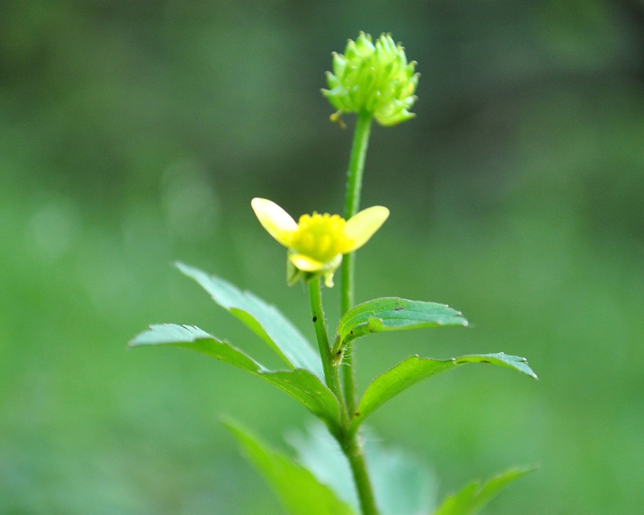 Macro Flower Grass (1) (genzhukou works) #16 - 1280x1024