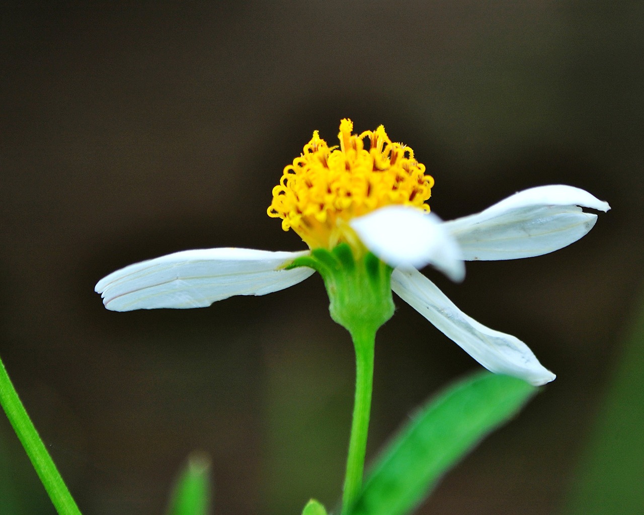 Macro Flower Grass (1) (genzhukou works) #17 - 1280x1024