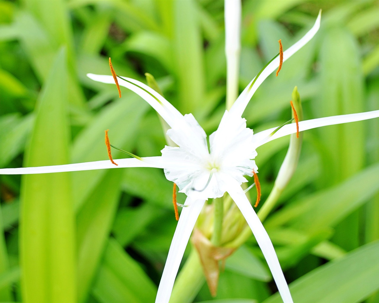 Makro květ tráva (1) (genzhukou práce) #18 - 1280x1024