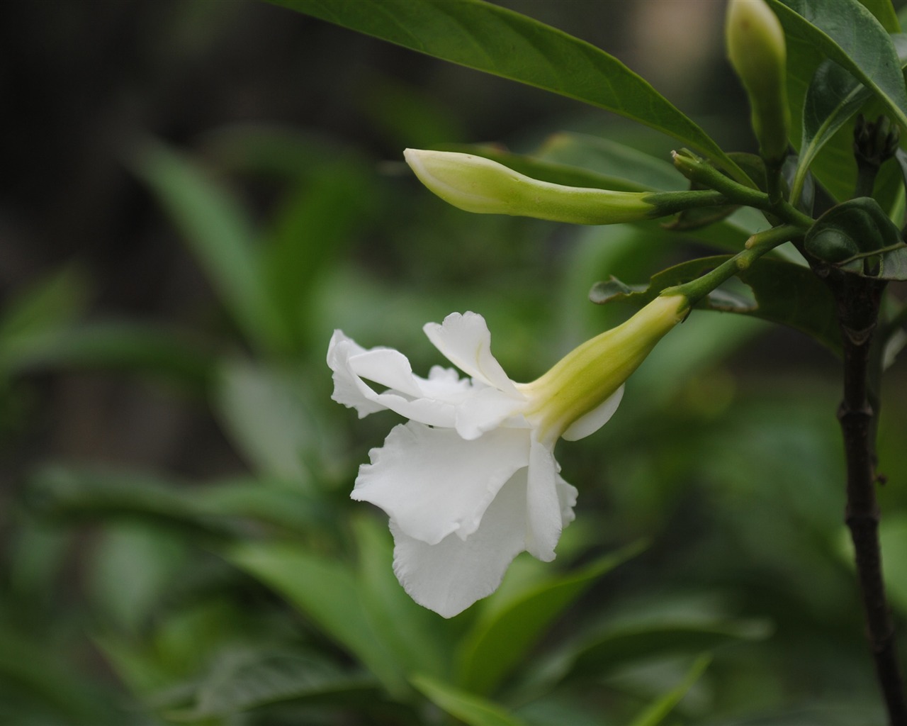 Macro Flower Grass (2) (genzhukou works) #6 - 1280x1024