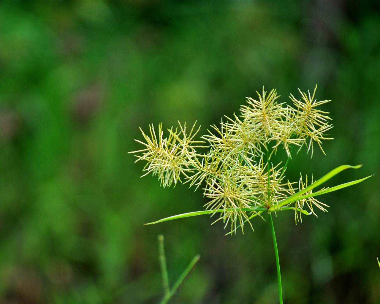 Macro Flower Grass (2) (genzhukou works) #7 - 1280x1024