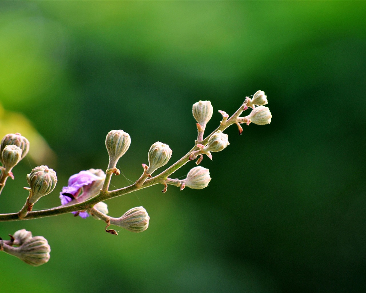 Macro Flower Grass (2) (genzhukou works) #8 - 1280x1024