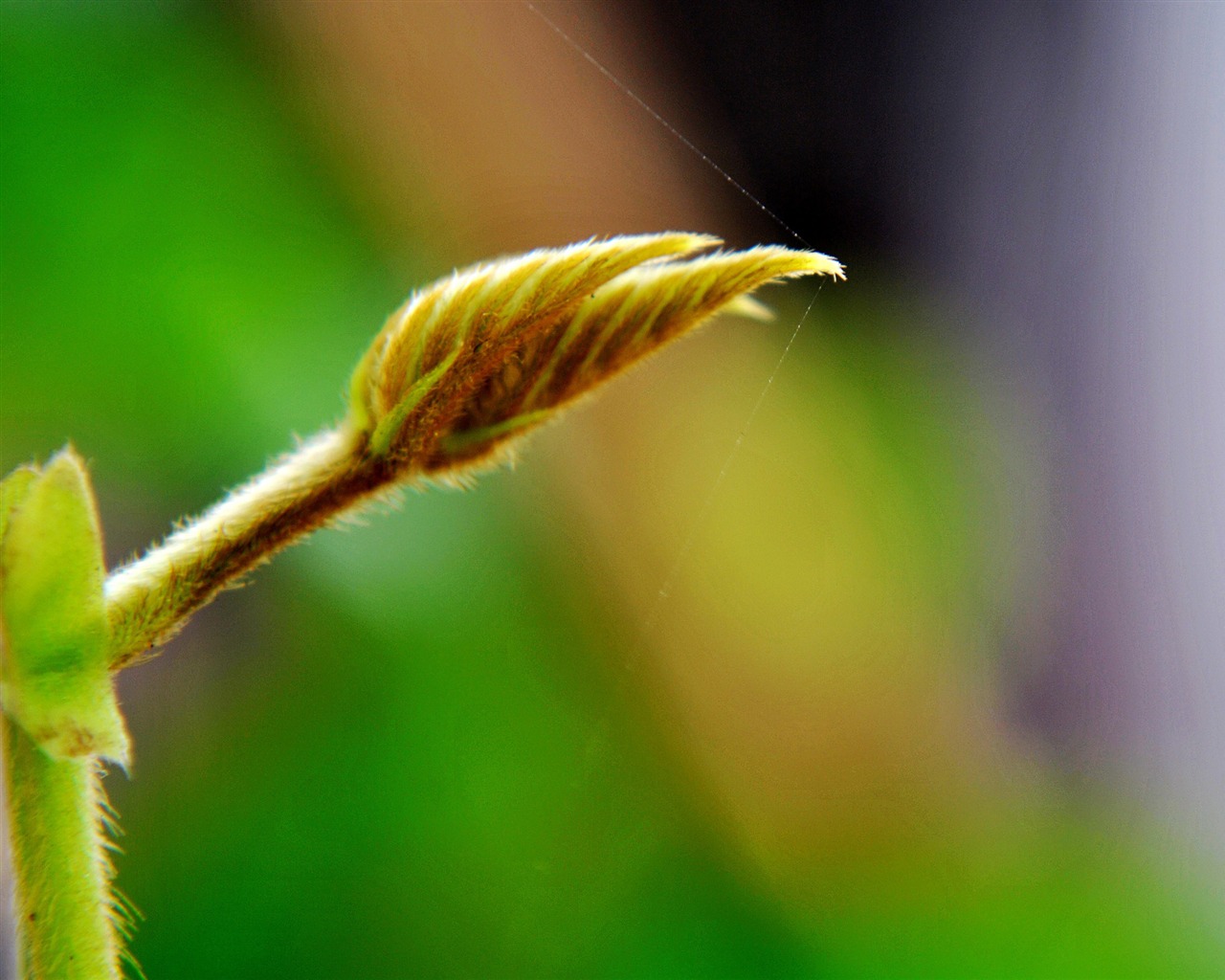 Macro Flower Grass (2) (genzhukou works) #9 - 1280x1024