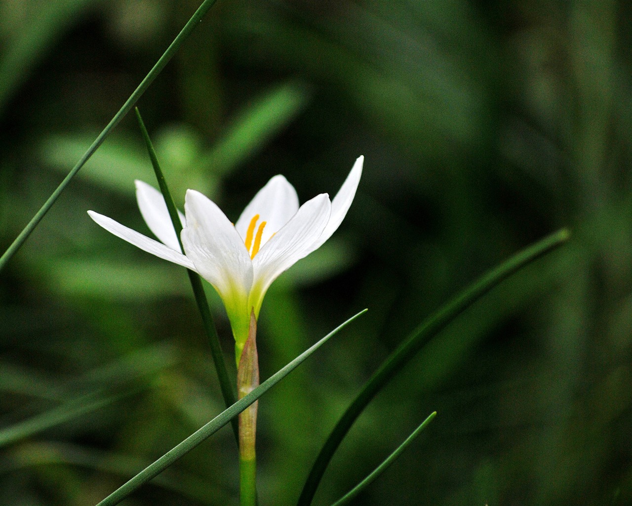 Macro Flower Grass (2) (genzhukou works) #10 - 1280x1024