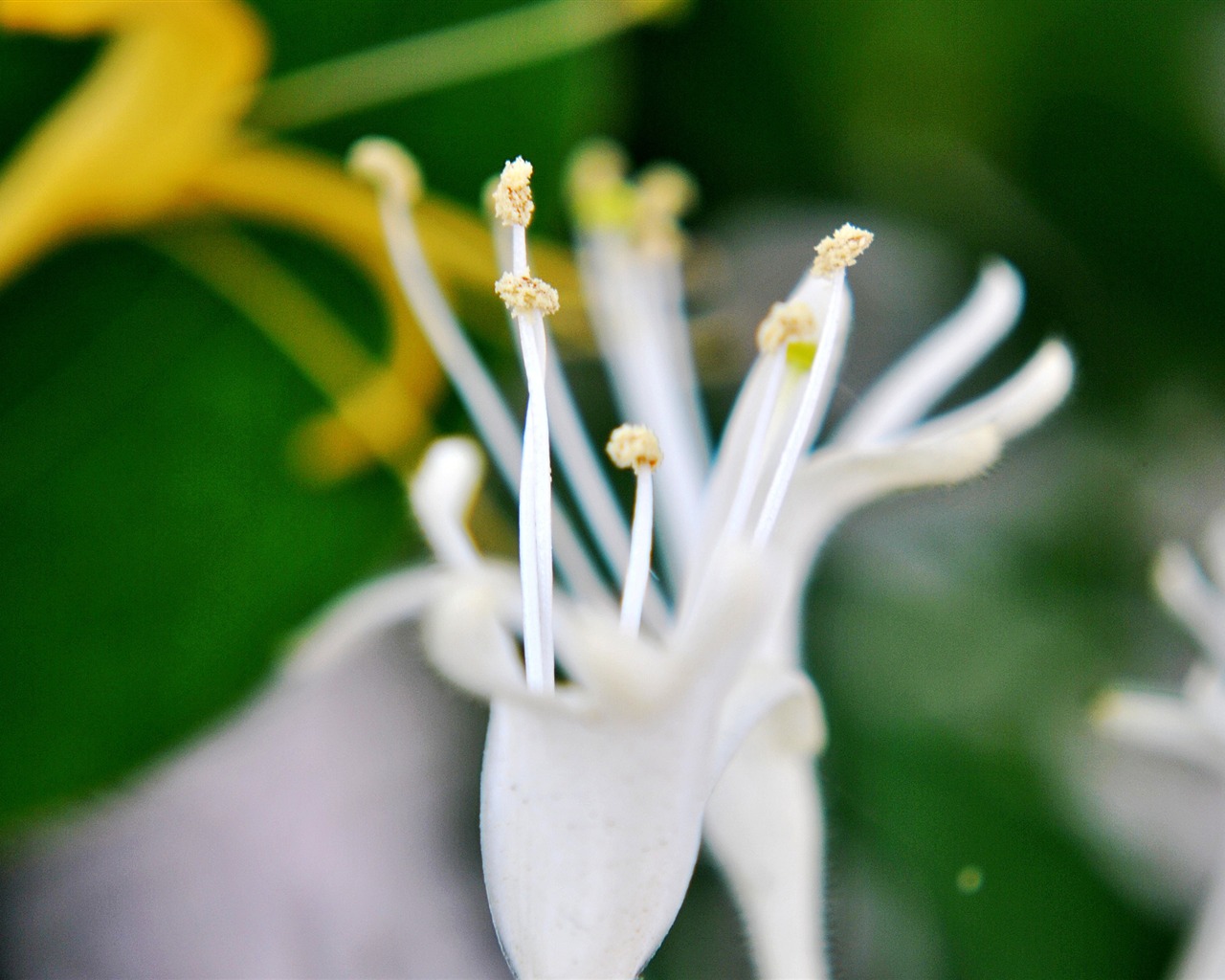 Macro Flower Grass (2) (genzhukou works) #12 - 1280x1024