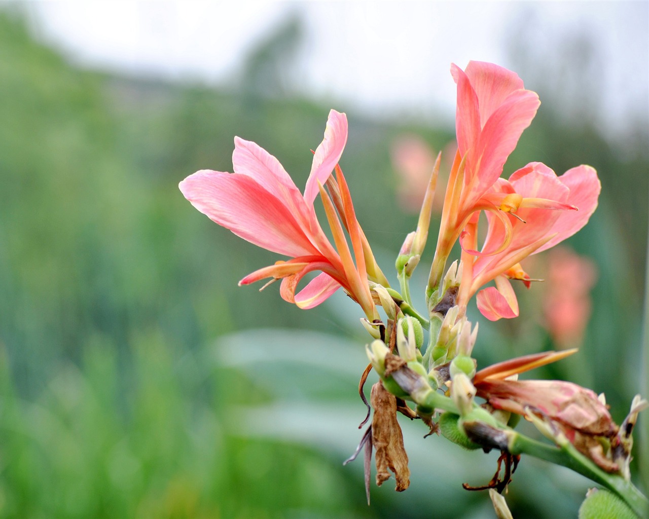 Macro Flower Grass (2) (genzhukou works) #13 - 1280x1024