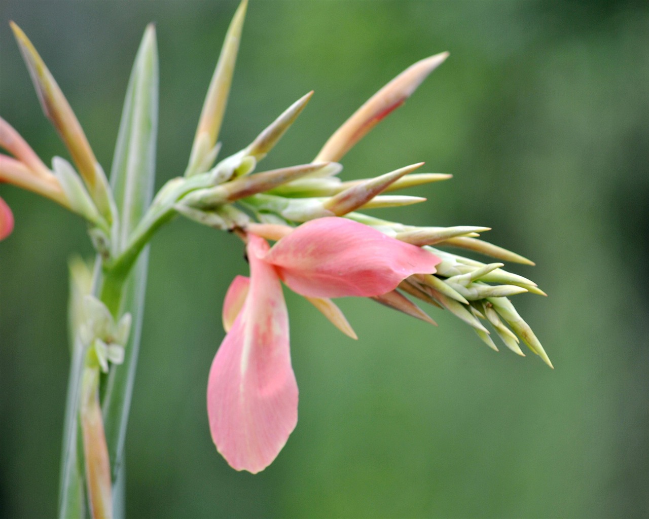 Macro Flower Grass (2) (genzhukou works) #14 - 1280x1024