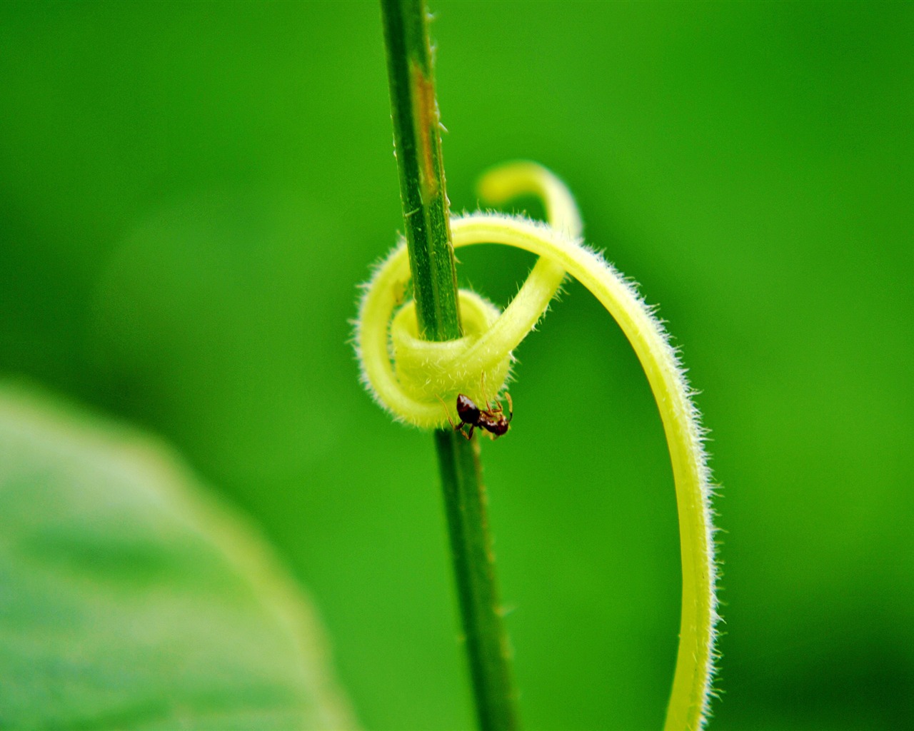 Macro Flower Grass (2) (genzhukou works) #15 - 1280x1024