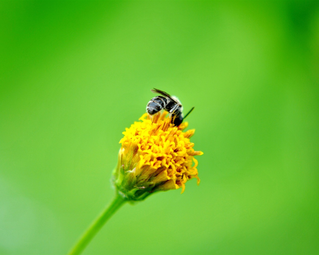 Macro Flower Grass (2) (genzhukou works) #16 - 1280x1024