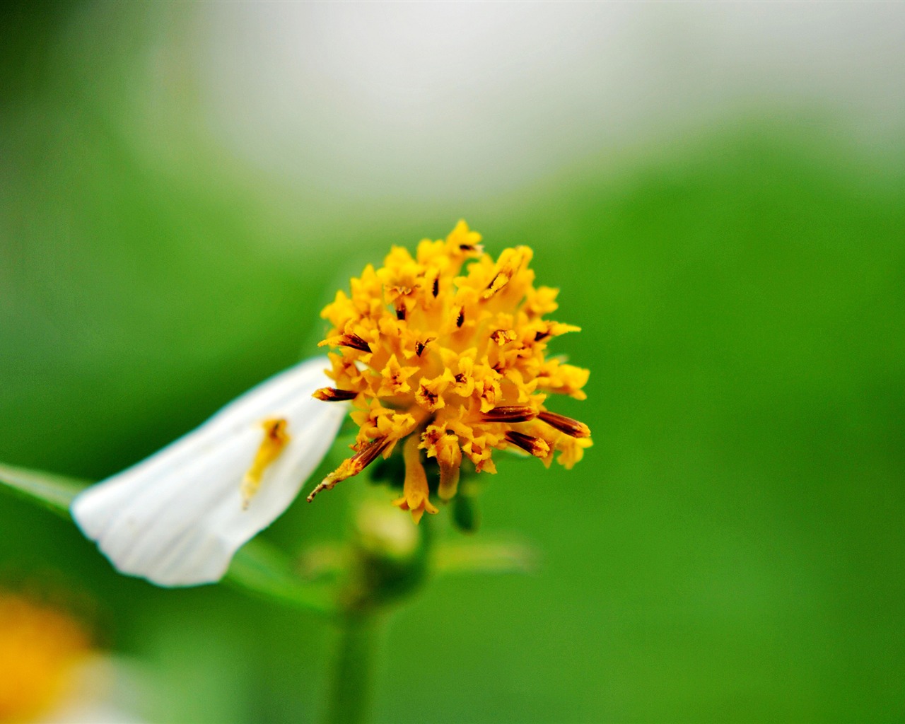 Macro Flower Grass (2) (genzhukou works) #17 - 1280x1024