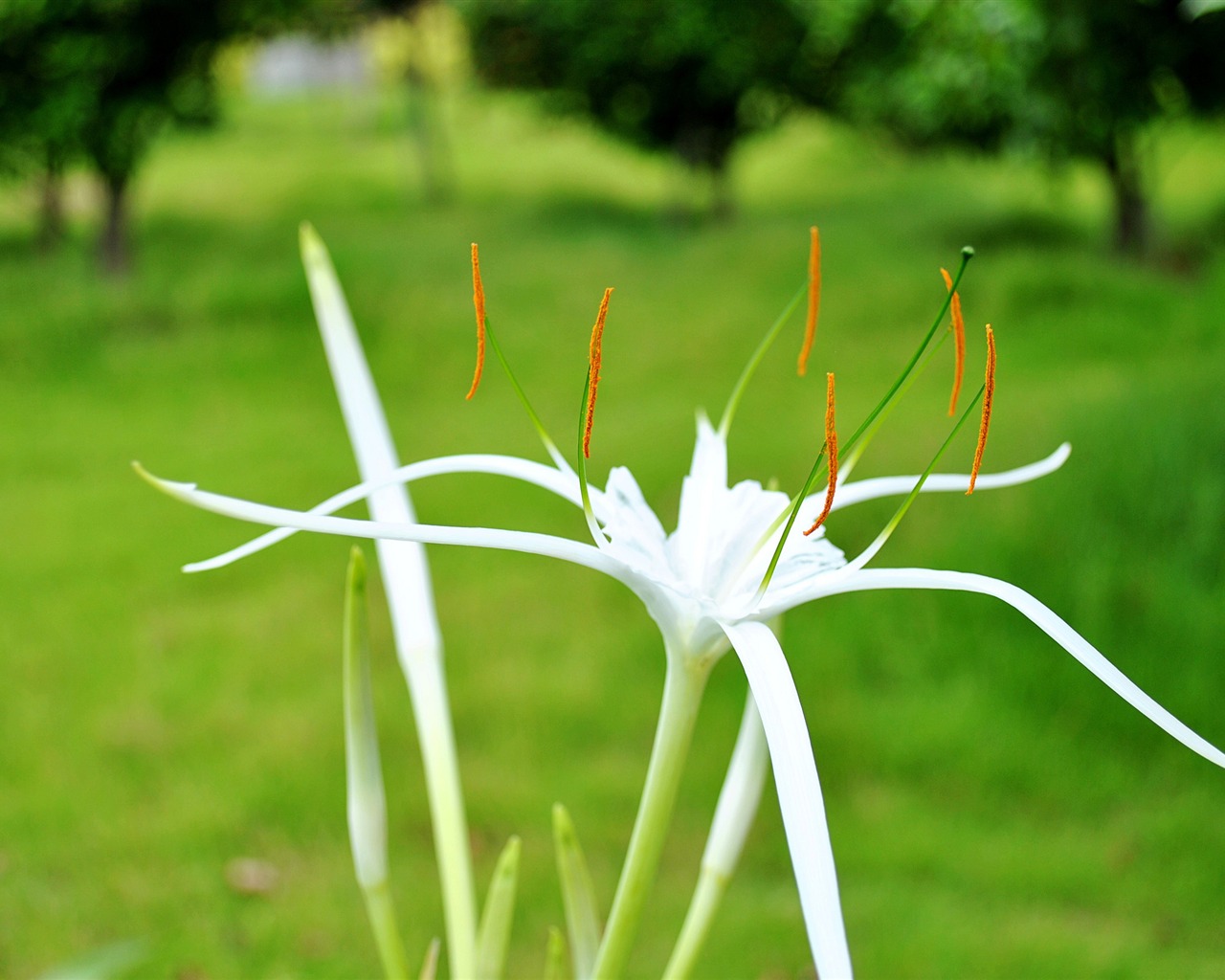 Macro flor de hierba (2) (obras genzhukou) #19 - 1280x1024