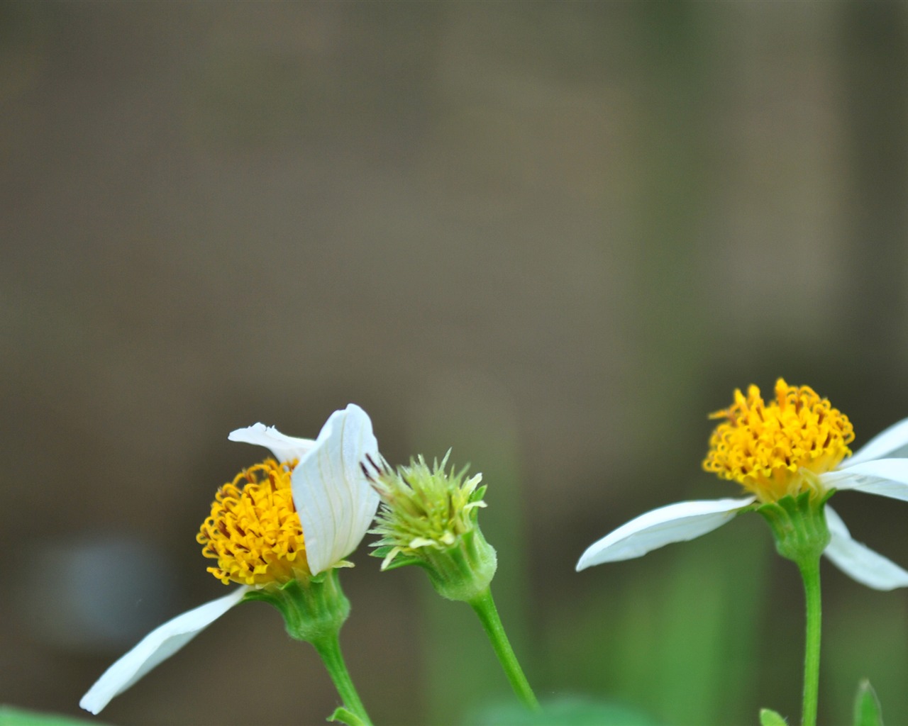 Macro Flower Grass (2) (genzhukou works) #20 - 1280x1024