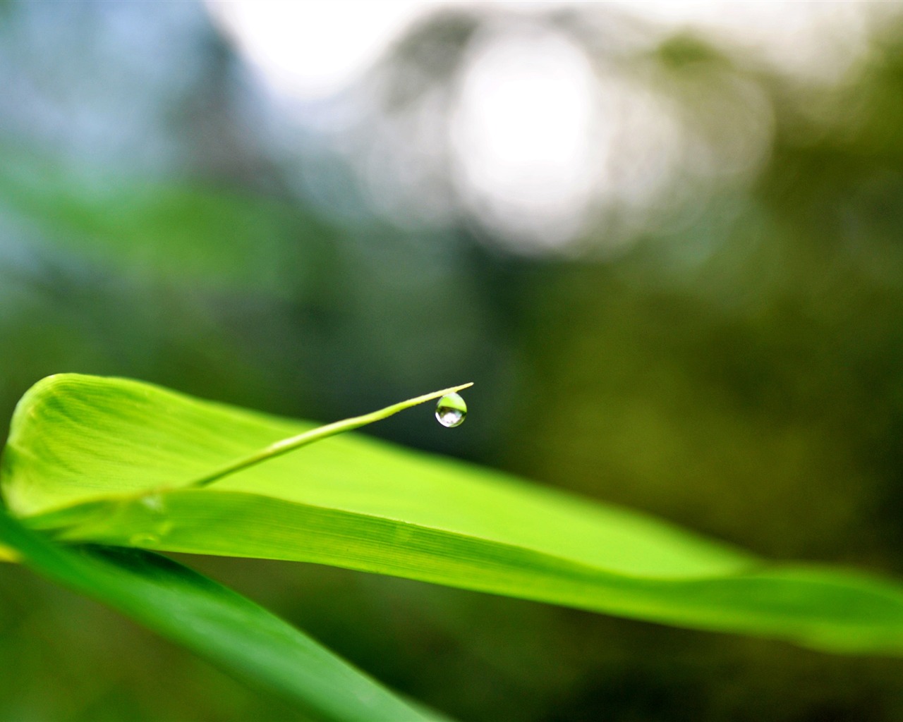 Macro Flower Grass (2) (genzhukou works) #21 - 1280x1024